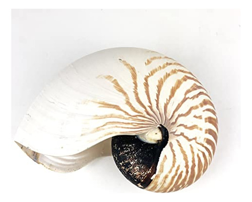 Natural Chambered Nautilus Seashells,tiger Nautilus She...