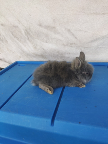 Hermoso Conejo Enano