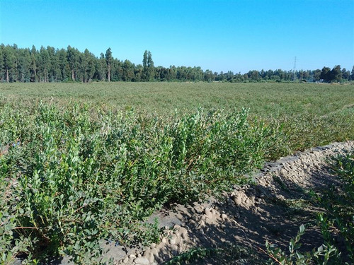 Agrícola En Venta En Yerbas Buenas