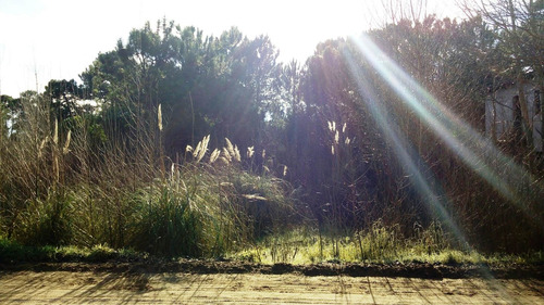 Imagen 6 de 6 de Lote Mar Azul Forestado