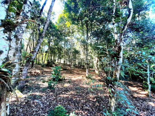 Imagem 25 de 29 de Chácara À Venda, 5000 M² Por R$ 300.000,00 - Borda Do Campo - São José Dos Pinhais/pr - Ch0065