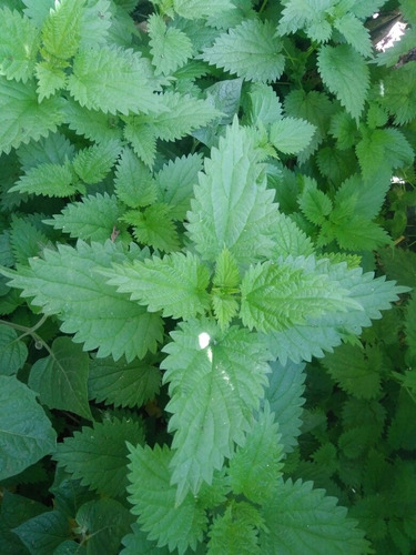 Fertilizante, Insecticida Organizo Puri - L a $5333