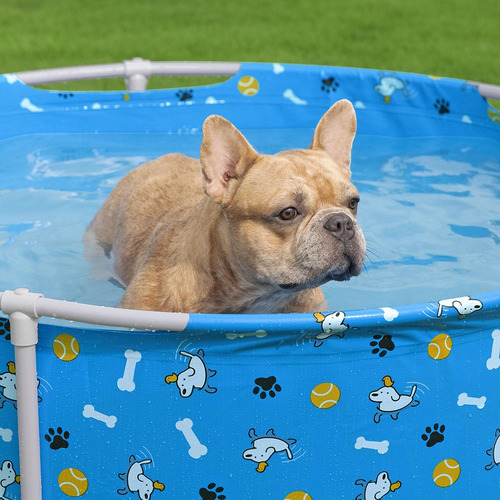 Alberca Para Mascotas Pscina Estructural Bestway Fetchin Fun Color Azul