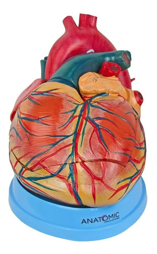 Coração Humano Ampliado 3x O Tamanho Natural Em 3 Partes