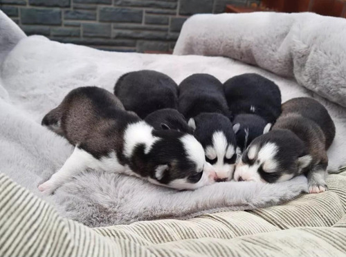 Cachorros Siberianos Husky Hermosos