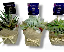 Comprar 20 Souvenirs N8 Suculentas Souvenirs Plantitas Envios Siflor
