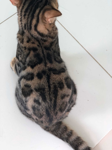 Gata Bengal Fêmea Castrada Com Pedigre