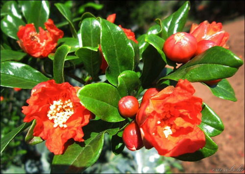 Arbustos De Granada Hermosa Flor Frutal