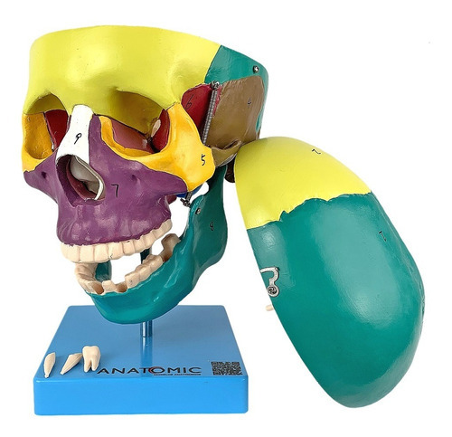 Modelo Anatômico - Crânio Didático Colorido 5 Partes