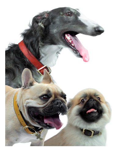 Urban Dog Collar Para Perro Liso 100% Piel Ch, G, Xg Color Negro Collar Piel Liso