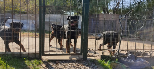 Cachorros De Rottweiler Con Pedigree Kcu