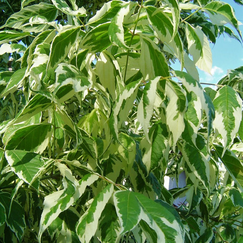 Acer Negundo Variegado 2.50 Mts