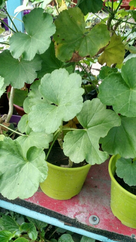 50 Plantas Para Jardines Verticales