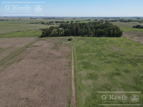 Campo Mixto En Venta De 228 Has Sobre Ruta 29 -en Brandsen