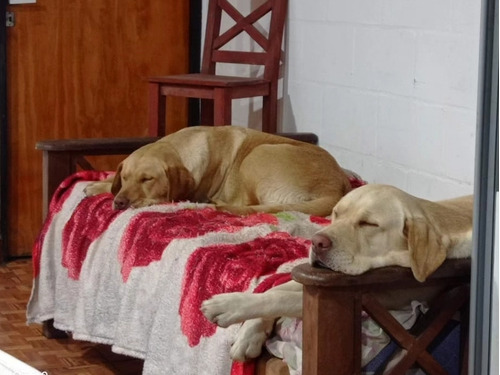 Cachorros Labrador Chocolates Y Arenas