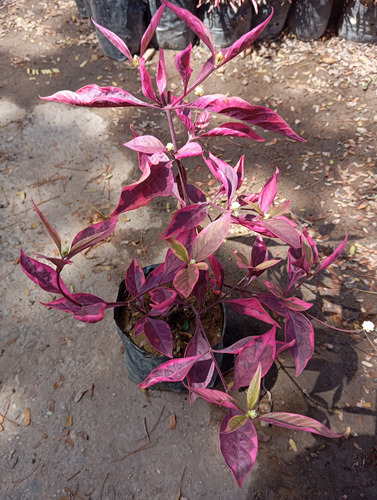 Plantas Teresita