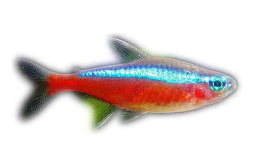 Tetra Cardenal Docena