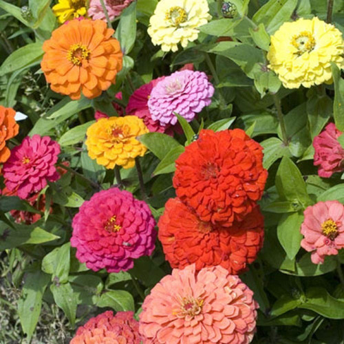 50 Semillas Flor Zinnia De California + Obsequi Germinación