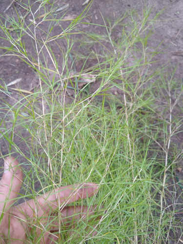 Muhlenbergia Dumosa.