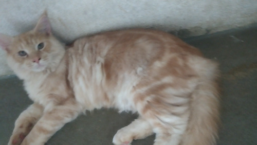 Lindo Filhote De Maine Coon Macho