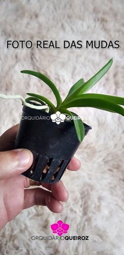 Orquídea Vanda Kit Com 5 Mudas De Cores Variadas
