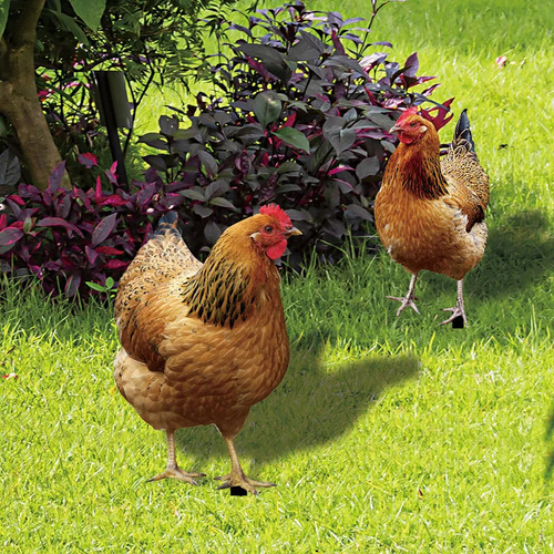 Decoração De Pátio De Primavera Em Forma De Frango, Cartão D