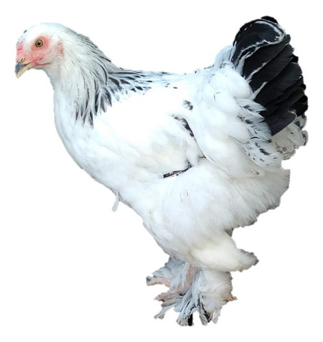 Pollos Brahma 4 Meses //color Blanco/ Armiñado