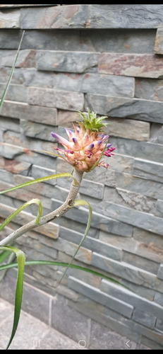 Bromelia Anana Nanus