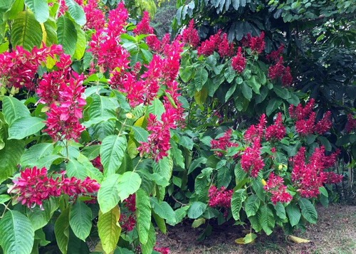 Megaskepasma (manto Rojo). Exotica E Ideal Para Colibríes!