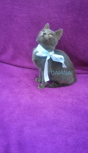 Gatito Azul Ruso Hipoalergénico Ef295mil Fotos Reales!!!
