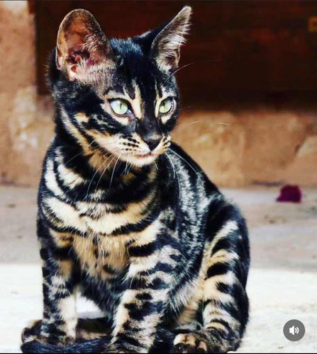 Gato Bengala Marble