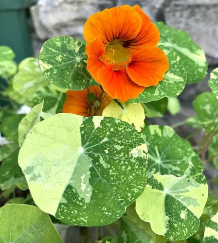 Sementes De Capuchinha Variegada Alaska Mix Flor Panc