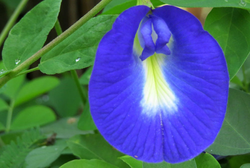 Flores De Clitoria Deshidratadas Para Té Azul 10 Gr Ternatea