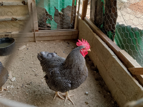 Gallinas Y Pollitos De Raza Plymou Rock Barrados 