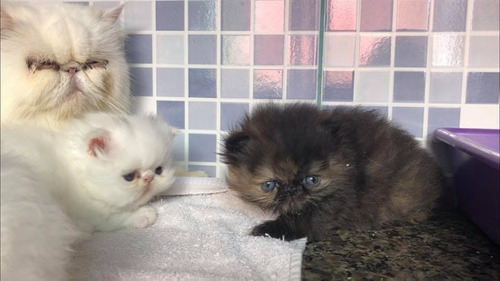 Gatos Persa Extremo Listos Para Entrega