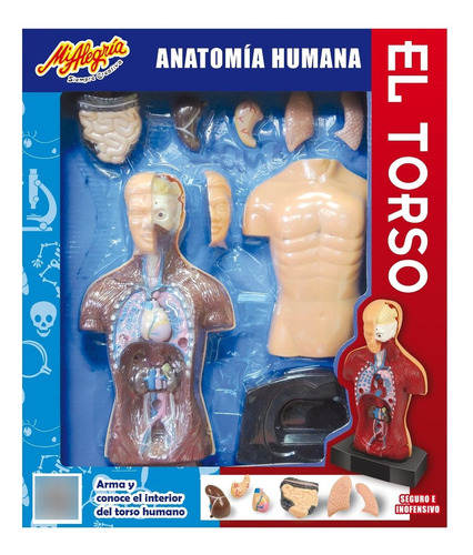 Anatomia Humana El Torso Modelo  Escala 24 Cm Mi Alegria