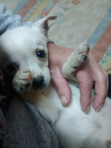 Chihuahua Machito Blanco