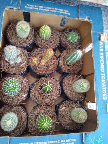 Imagen 7 de 8 de Caja De Cactus Y Suculentas 12pzs / Para Maceta De 4