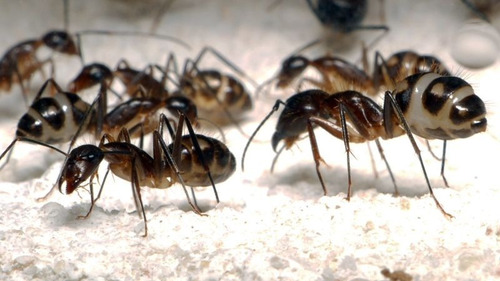 Hormiguero Con Colonia De Hormigas Camponotus Substitutus