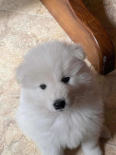 Cachorro Samoyedo