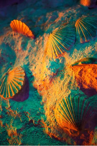 Vinilo Decorativo 30x45cm Coral Mar Peces Agua Arrecife M8