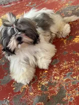 Comprar Cachorra De 5 Meses Shih Tzu Cuenta Con Todas Sus Vacunas