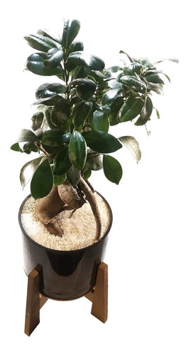 Ficus Ginseng Little Terrario 16 Con Soporte