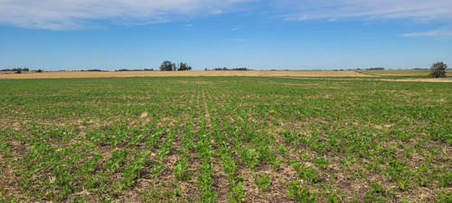 Imagen 8 de 23 de Campo Agrícola En Gualeguaychú (camino De Rojas)