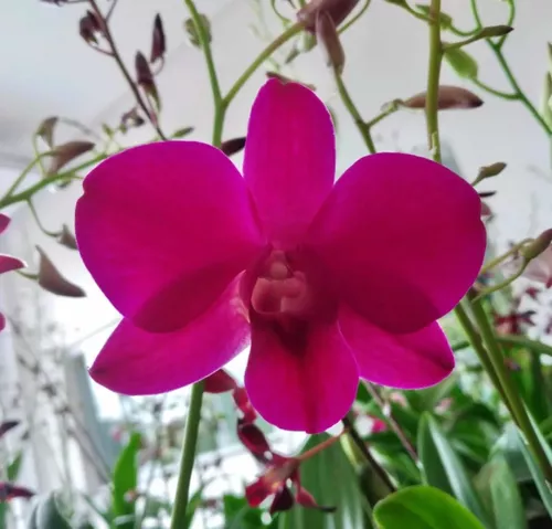 Orquídea Denphal Adulta Em Cores Variadas 2 Unidades