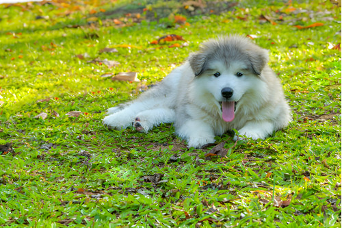 Perros Malamute De Alaska Con Pedigree Cachorros Puppy Pet