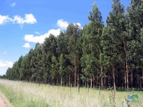 22 Has Forestadas Eucaliptus Colorado Y Blanco + De 35 Años