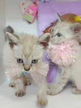 Comprar Gatitos Siamés Tabby Point Exclusivos Solo Para Exigentes