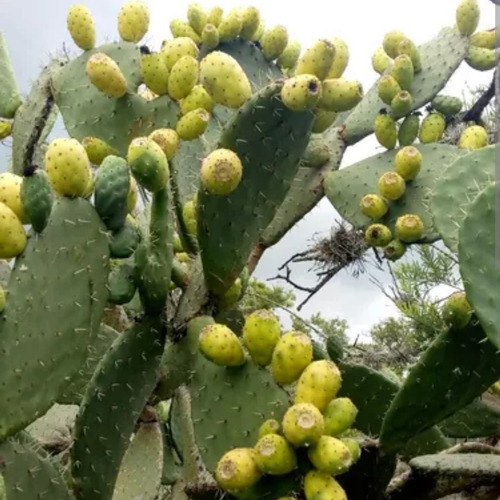 500 Semillas Nopal Tunero Mas De 7 Variedades, Nv