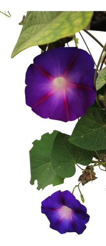 Ipomea Púrpura - Enredadera Trepadora Nativa (2 Plantas)
